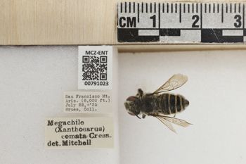 Media type: image;   Entomology 791023 Aspect: Labels